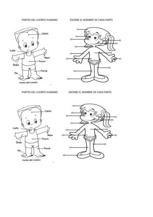 partes del cuerpo humano