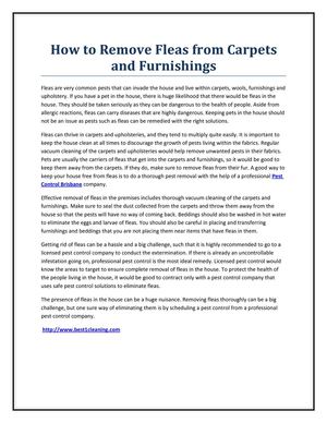 How to Remove Fleas from Carpets and Furnishings