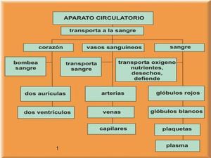 aparatocirculatorio