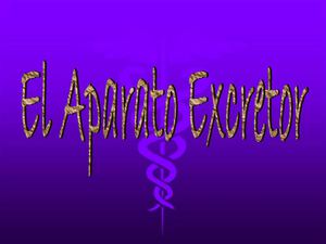 Aparato Excretor