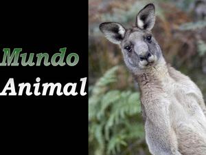 Mundo_Animal