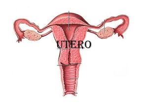 informe de utero