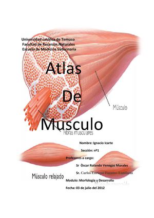Atlas de Musculos