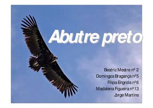 Abutre_preto