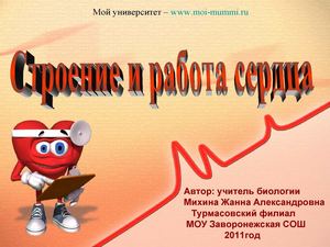 Строение и работа сердца урок биологии 8 класс