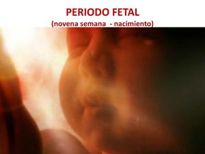 PERIODO FETAL