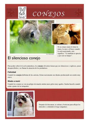 Conejo marina