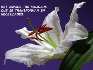 FLORES Y FRASES DE AMISTAD