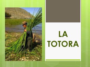6Utilidades de la Totora