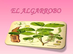 7El algarrobo tradición de Piura