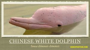Chinese White Dolphin (Sousa Chinensis Chinensis)