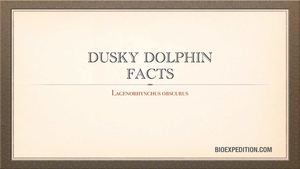 Dusky Dolphin Facts