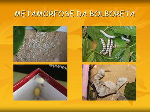 METAMORFOSE-BOLBORETA