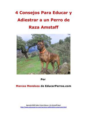 4 Consejos Para Educar y Adiestrar a un Perro de Raza Amstaff