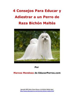4 Consejos Para Educar y Adiestrar a un Perro de Raza Bichón Maltés