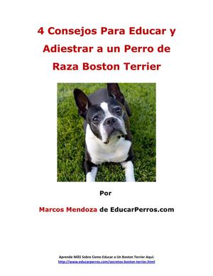 4 Consejos Para Educar y Adiestrar a un Perro de Raza Boston Terrier