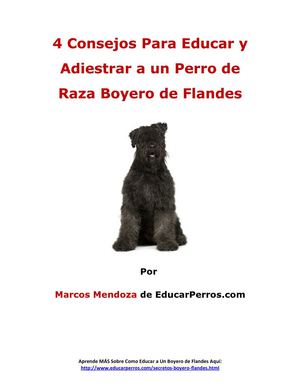 4 Consejos Para Educar y Adiestrar a un Perro de Raza Boyero de Flandes