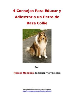 4 Consejos Para Educar y Adiestrar a un Perro de Raza Collie