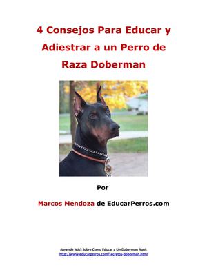 4 Consejos Para Educar y Adiestrar a un Perro de Raza Doberman