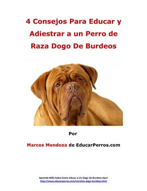 4 Consejos Para Educar y Adiestrar a un Perro de Raza Dogo de Burdeos