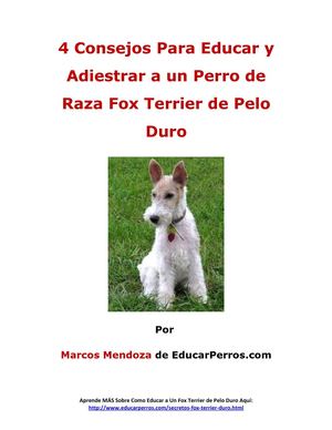 4 Consejos Para Educar y Adiestrar a un Perro de Raza Fox terrier de pelo duro