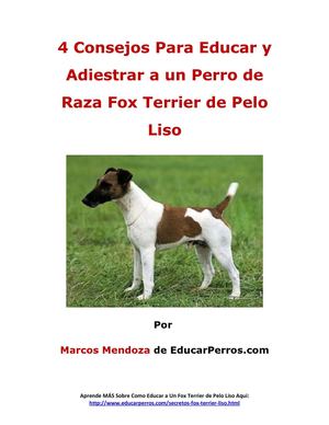 4 Consejos Para Educar y Adiestrar a un Perro de Raza Fox terrier de pelo liso