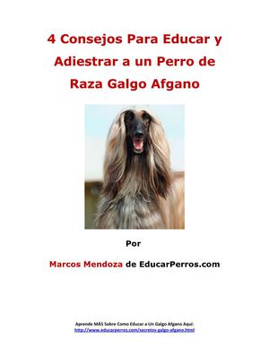 4 Consejos Para Educar y Adiestrar a un Perro de Raza Galgo Afgano