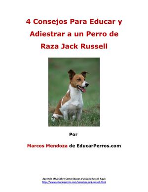 4 Consejos Para Educar y Adiestrar a un Perro de Raza Jack Russell