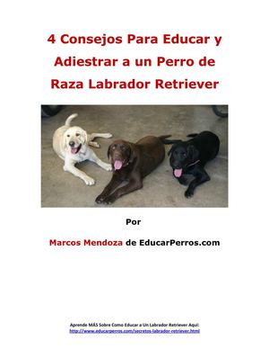 4 Consejos Para Educar y Adiestrar a un Perro de Raza Labrador Retriever
