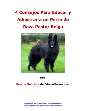 4 Consejos Para Educar y Adiestrar a un Perro de Raza Pastor Belga