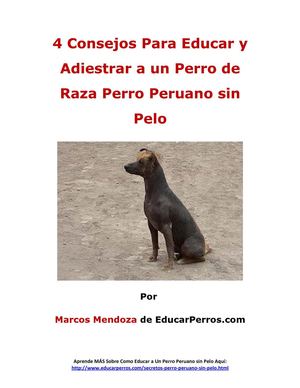 4 Consejos Para Educar y Adiestrar a un Perro de Raza Perro Peruano sin Pelo