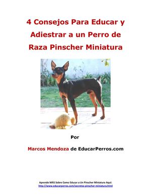 4 Consejos Para Educar y Adiestrar a un Perro de Raza Pinscher Miniatura