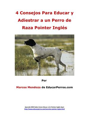 4 Consejos Para Educar y Adiestrar a un Perro de Raza Pointer Inglés