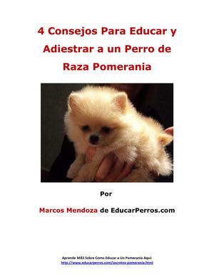 4 Consejos Para Educar y Adiestrar a un Perro de Raza Pomerania