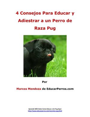 4 Consejos Para Educar y Adiestrar a un Perro de Raza Pug