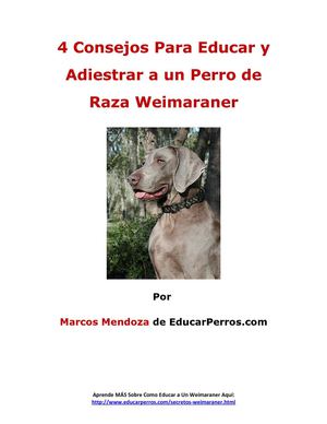 4 Consejos Para Educar y Adiestrar a un Perro de Raza Weimaraner