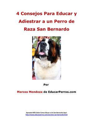 4 Consejos Para Educar y Adiestrar a un Perro de Raza San Bernardo