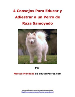 4 Consejos Para Educar y Adiestrar a un Perro de Raza Samoyedo