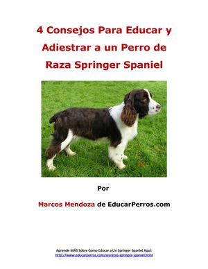 4 Consejos Para Educar y Adiestrar a un Perro de Raza Springer Spaniel