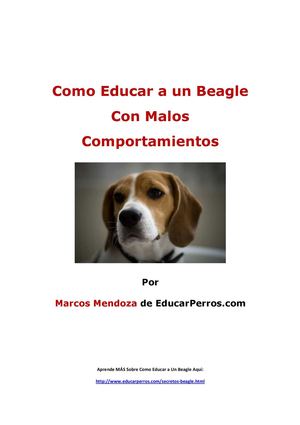 Como Educar a un Beagle Con Malos Comportamientos