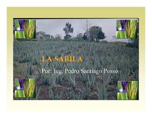 Cultivo de la Sabila