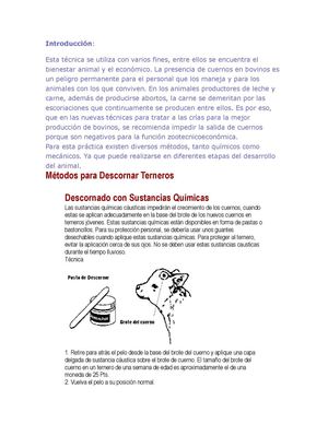 descorne de terneros