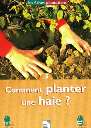 Comment planter une haie ?