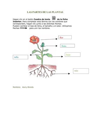 Partes de las plantas