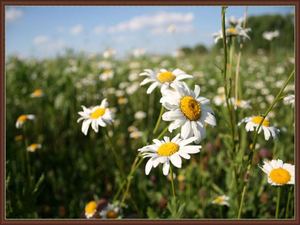 Презентация Лето это маленькая жизнь