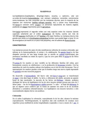 Acercamiento a las Mariposas