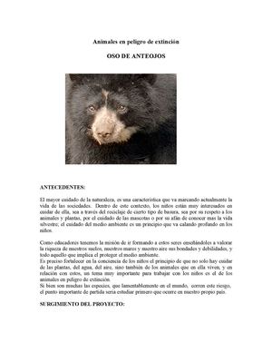 proyecto oso de anteojos