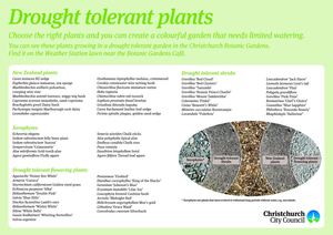 Drought Tolerant Plants - Christchurch, New Zealand