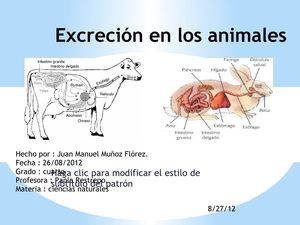 excecion en los animales