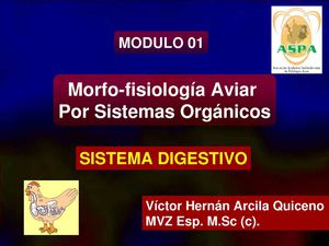 sistema-digestivo-aviar